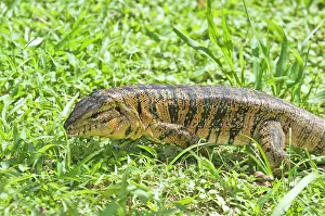 Tegu: Gold Tegu Lizard - Head and body