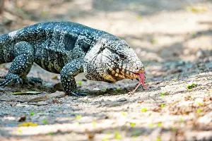 Lepidosauria: Gold tegu (Tupinambus teguixin) Pantanal Brazil
