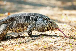Lepidosauria: Gold tegu (Tupinambus teguixin) Pantanal Brazil