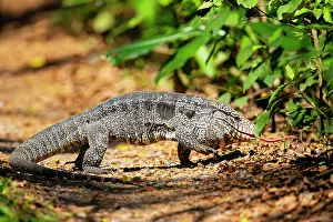 Lepidosauria: Gold tegu (Tupinambus teguixin) Pantanal Brazil