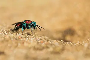 Kalmar: Gold Wasp