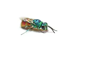 Chrysis: Gold Wasp