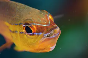 Line: Goldbelly Cardinalfish with eggs