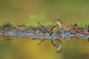Goldcrest: Goldcrest