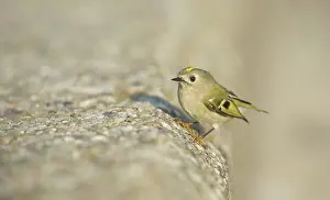 Goldcrest: Goldcrest