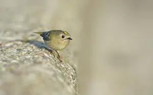 Goldcrest: Goldcrest