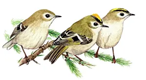 Goldcrest: Goldcrest