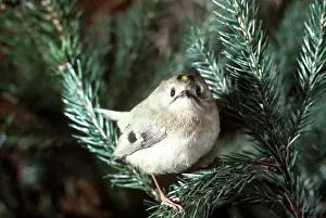 Goldcrests: GOLDCREST