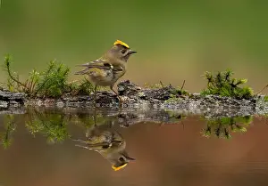 Forrest: Goldcrest
