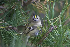 Goldcrests: Goldcrest - adult bird - Sweden