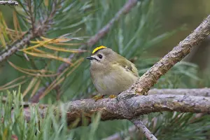 Goldcrests: Goldcrest - adult bird - Sweden