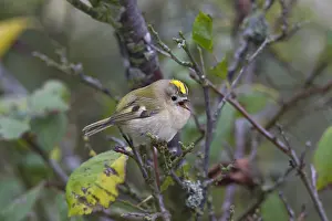 Goldcrests: Goldcrest - adult bird - Sweden