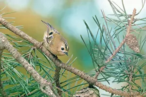 Goldcrests: GOLDCREST - on branch