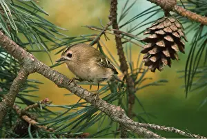 Goldcrests: GOLDCREST - on branch in tree