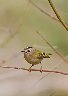 Goldcrests: Goldcrest - in display pose