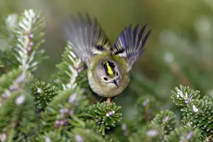 Goldcrests: Goldcrest - flickering wings in display