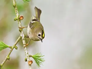 Goldcrest: Goldcrest - in Larch tree