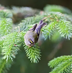 Goldcrests: Goldcrest - male showing crest