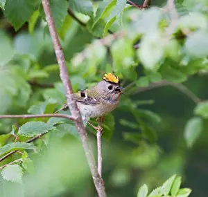 Goldcrests: Goldcrest - male showing crest