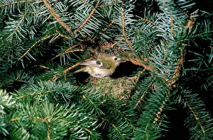 Goldcrests: Goldcrest - at nest