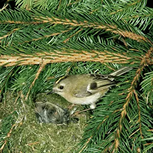 R T Smith: GOLDCREST - at nest in conifer