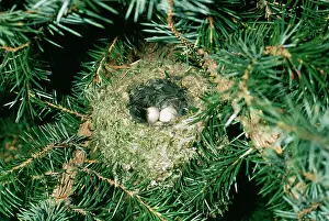 Goldcrests: GOLDCREST - nest with two eggs