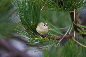 Goldcrests: Goldcrest - on the North Norfolk coast perched