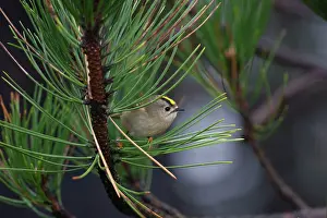 Goldcrests: Goldcrest - on the North Norfolk coast perched