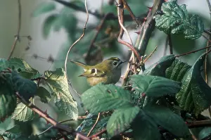 Goldcrests: Goldcrest - October