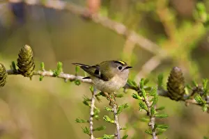Goldcrests: Goldcrest - perched in Common Larch