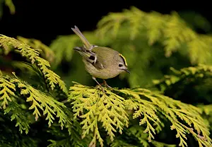 Goldcrests: Goldcrest - perched in Leyland Cypress