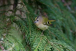 Goldcrests: Goldcrest - perched in Norway Spruce early April