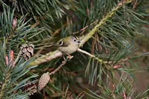 Goldcrests: Goldcrest -perched in Scots Pine