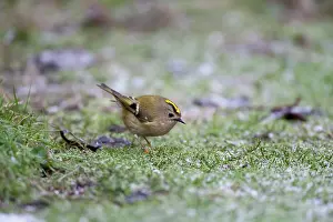 Goldcrests: Goldcrest - picking up crumbs from below bird table