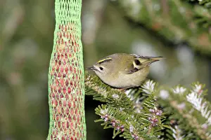Goldcrests: Goldcrest - picking food from titmice feeder in winter