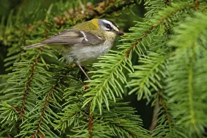 Kinglet: Goldcrest, Regulus ignicapillus, Lu?e, Mountain area, Lu?e