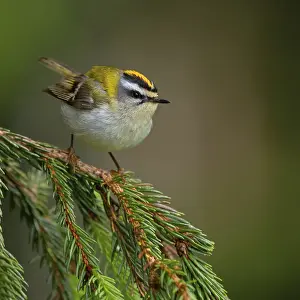 Kinglet: Goldcrest, Regulus ignicapillus, Lu?e, Mountain area, Lu?e