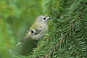 Helder: Goldcrest (Regulus regulus), Dan Helder, The Ne