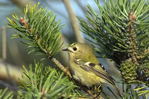 Swedish: Goldcrest (Regulus regulus), Falsterbo, Falsterbo