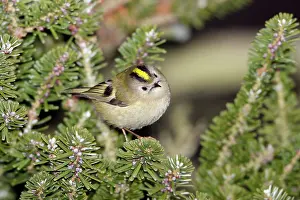 Firs: Goldcrest - searching for food in fir tree