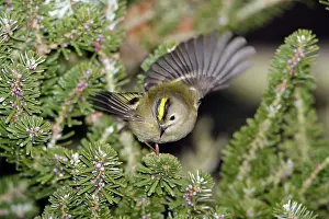 Firs: Goldcrest - searching for food in fir tree