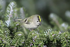 Firs: Goldcrest - searching for food in fir tree