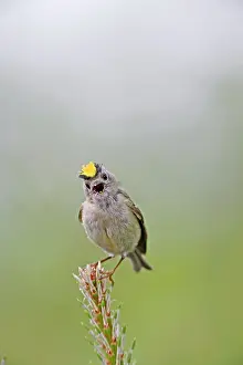 Goldcrests: Goldcrest - singing