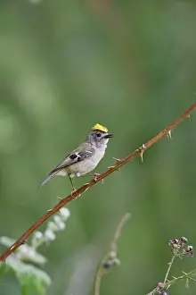 Bramble: Goldcrest - singing from bramble