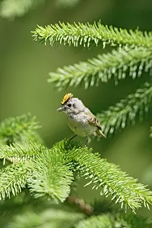 Firs: Goldcrest - singing from fir tree