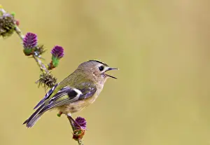 Goldcrest: Goldcrest - singing from Larch tree