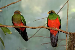 Auriceps: Golded-Headed Quetzal Pair