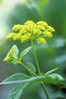 Alexander: Golden Alexanders