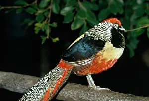 Bred: Golden Amherst Pheasant - Pheasant hybrid cross-bred