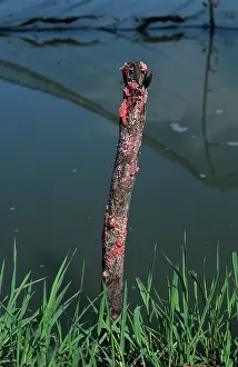 Snails: Golden apple snail (Pomacea caniculata) eggs